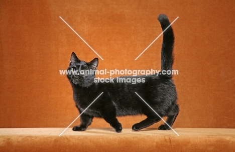 Munchkin cat on orange background