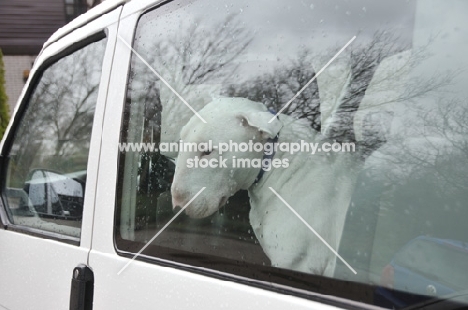 Bull Terrier in car