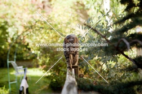 Tabby cat walking on fence towards camera