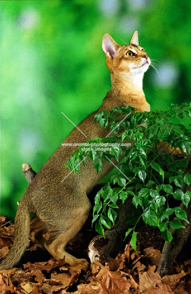 ruddy (usual) coloured Abyssinian on autumn leaves, looking up