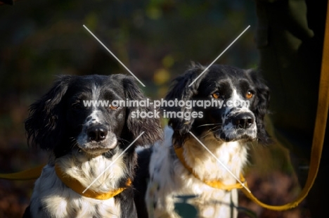 two english springer spaniel on a lead