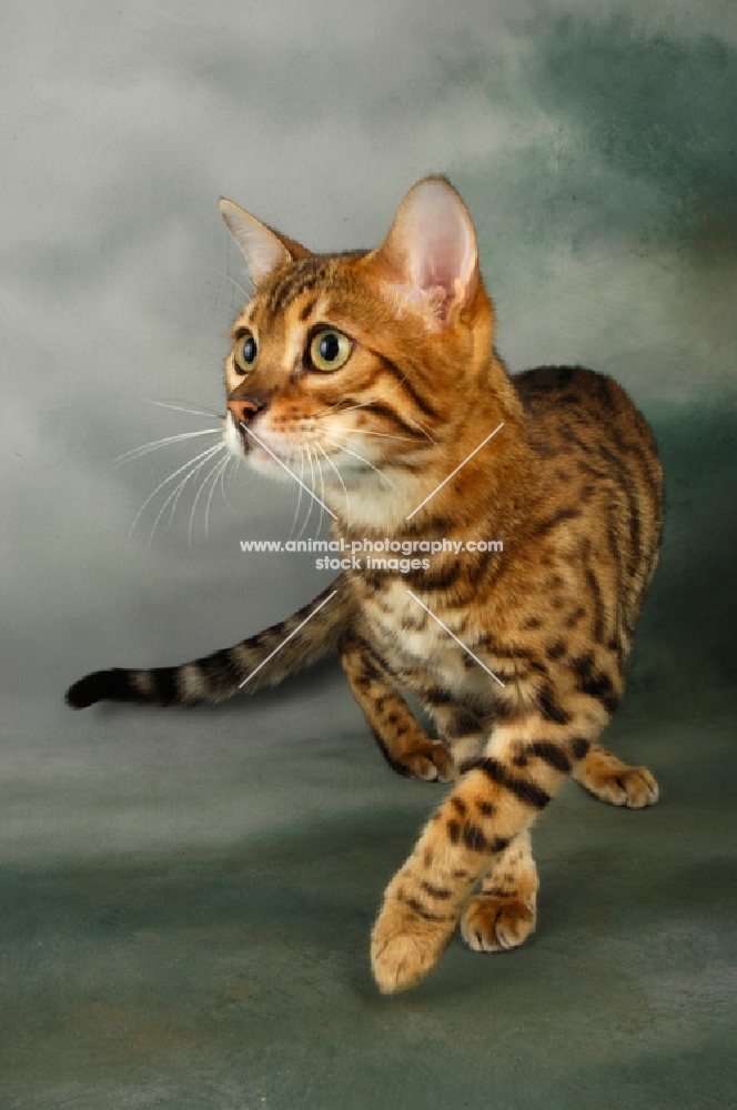 brown spotted bengal walking