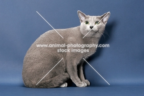 male Russian Blue cat