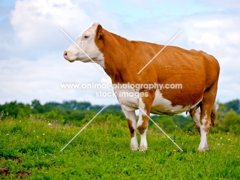 Simmental cross beef cow standing in green pasture.