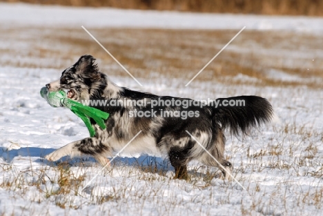 Australian Shepherd Dog with ball on cord