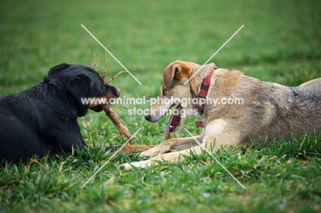 czechoslovakian wolfdog cross and dobermann cross playing with a stick in a field of grass