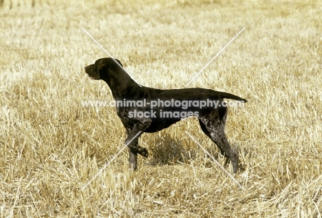 sh ch hillanhi laith (abbe) german shorthaired pointer 