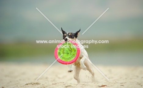 Toy Fox Terrier retrieving frisbee