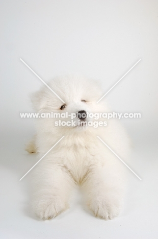 soft 9 week old Samoyed puppy on white background