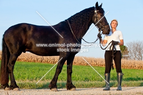 friesian with woman