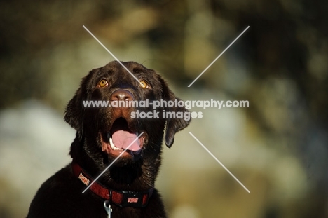 Head shot of lab with mouth open.