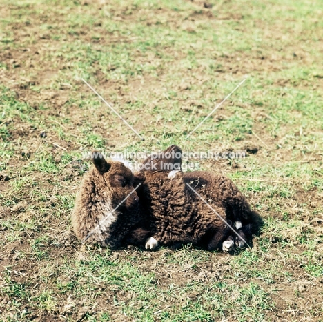 cross bred soay lambs