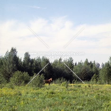 Finnish Horse in the distance, at Ypäjä