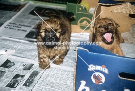 two norfolk terrier puppies from allright kennels, germany, with cardboard whelping box and newspaper