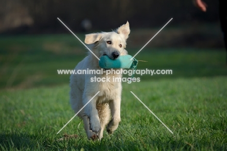 Golden retriever running with dummy