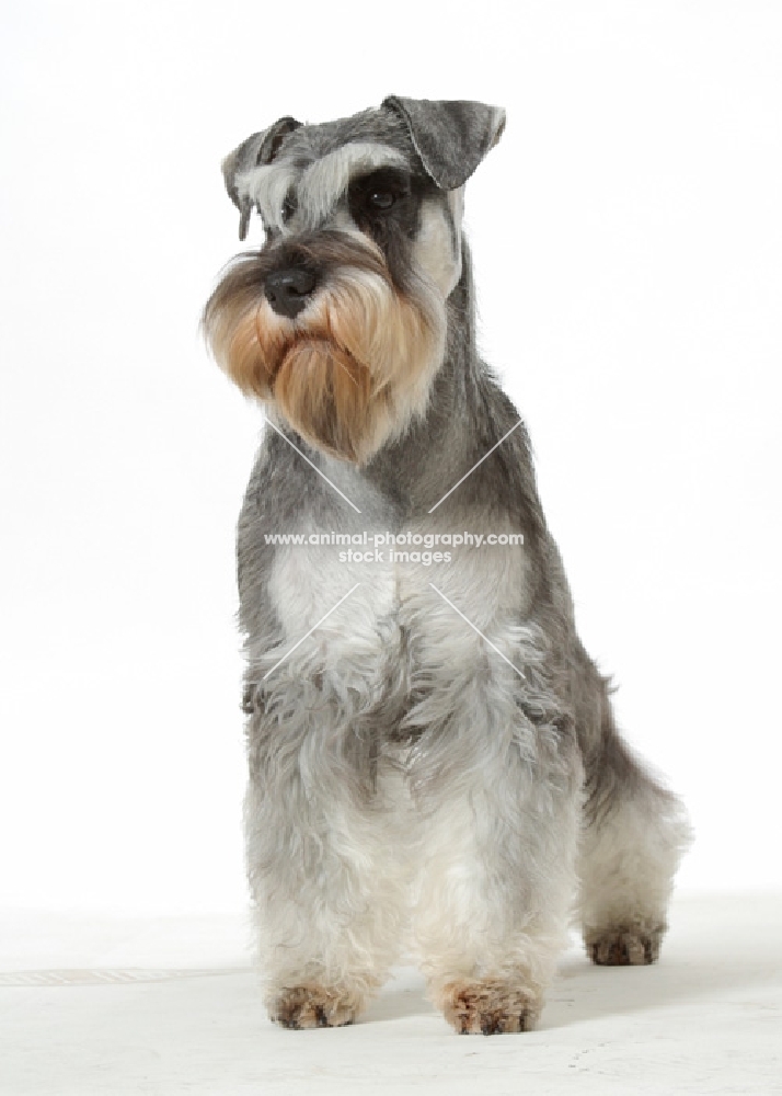 Miniature Schnauzer sitting on white background