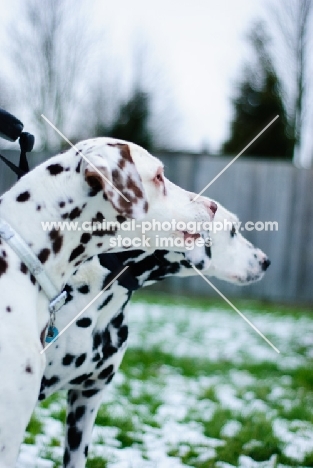 two Dalmatians, looking ahead