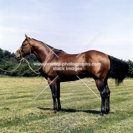 quarter horse side view