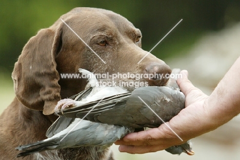 German Shorthaired Pointer bringing back pigeon