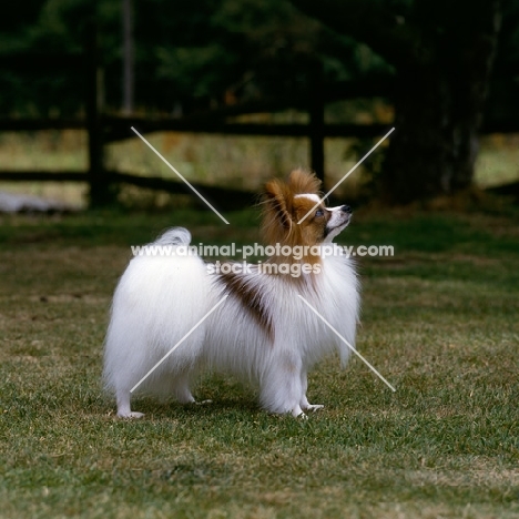 champion papillon posing