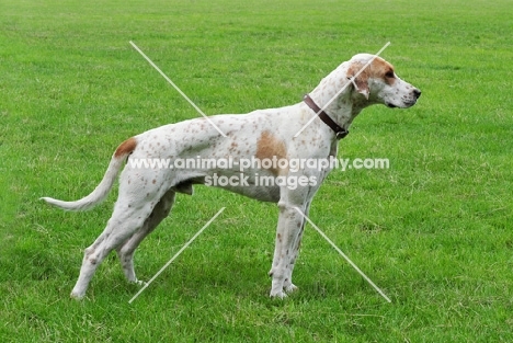 English Foxhound, posed