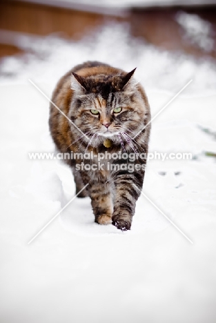 non pedigree cat in snow