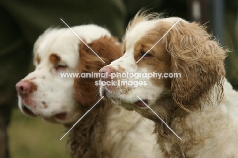two Clumber Spaniels looking ahead