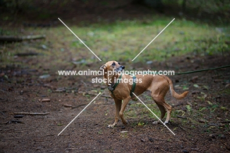 mongrel dog on a leash