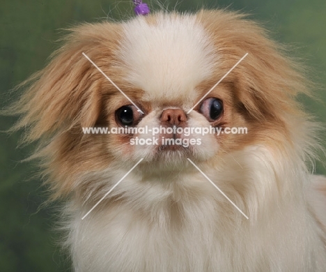 Japanese Chin portrait