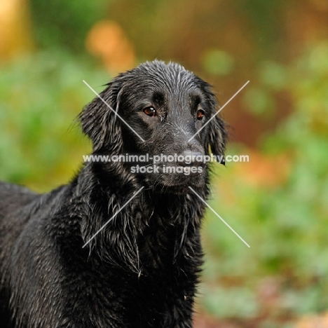 wet working flat coat retriever 