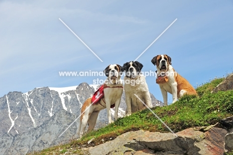 three Saint Bernard in Swiss Alps (near St, Bernard Pass)