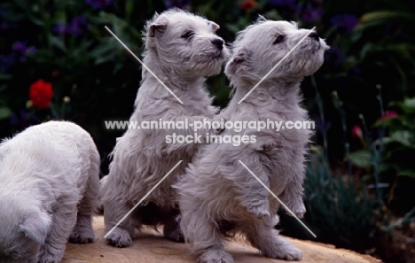 west highland white puppies on hind legs