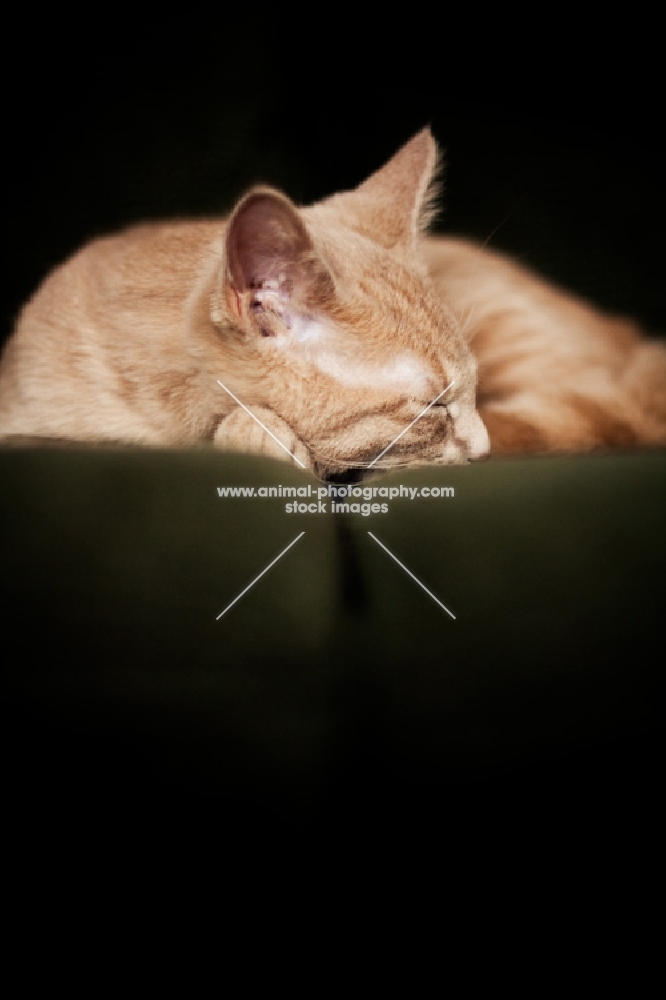 Kitten sleeping on couch