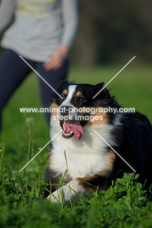 black tri colour australian shepherd running in the grass, owner behind