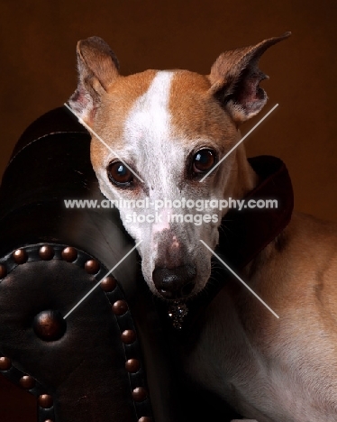 Whippet resting on chair