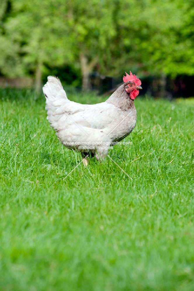 Hen standing in a field