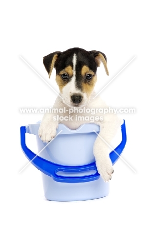 Jack Russell puppy in a blue bucket