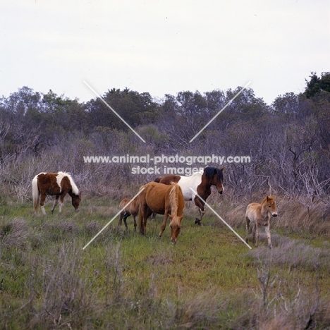 Chincoteague pony group with foal on Assateague Island 