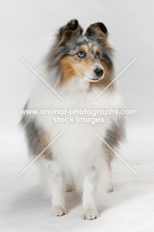 Australian Gr. Champion Shetland Sheepdog in studio