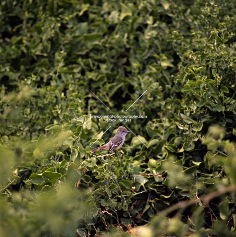 vermilion fly catcher among leaves, jervis island, galapagos islands