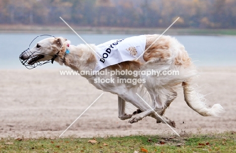 racing Borzoi