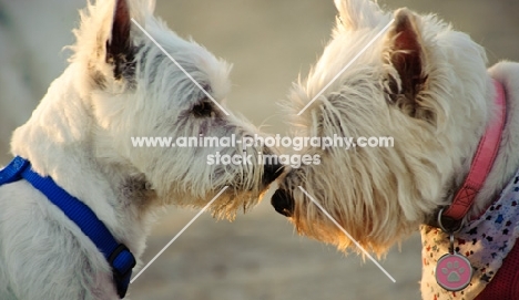 two West Highland White Terriers meeting