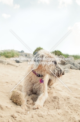 Lurcher lying down on sand