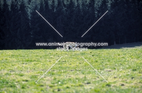 Polish Greyhound in field
