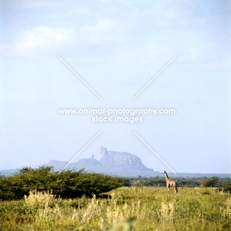 giraffe standing in the distance in samburu np