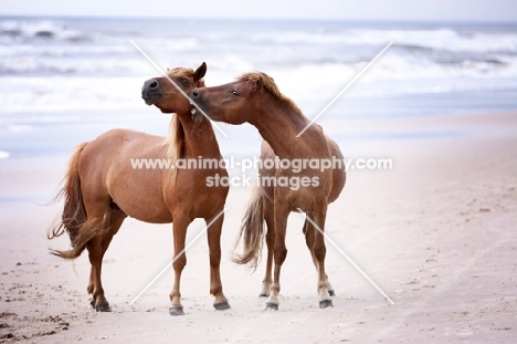 two wild assateague horses