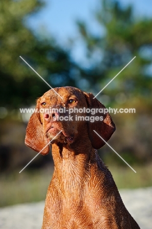 Hungarian Vizsla head study