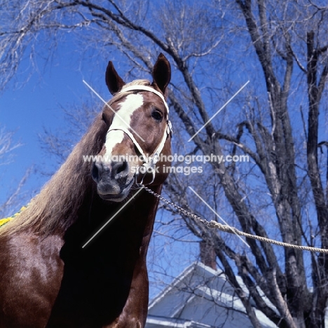 Illini Masterpiece, American Belgian head study