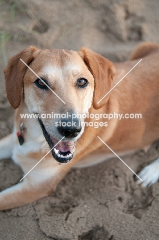 Dog lying on sand