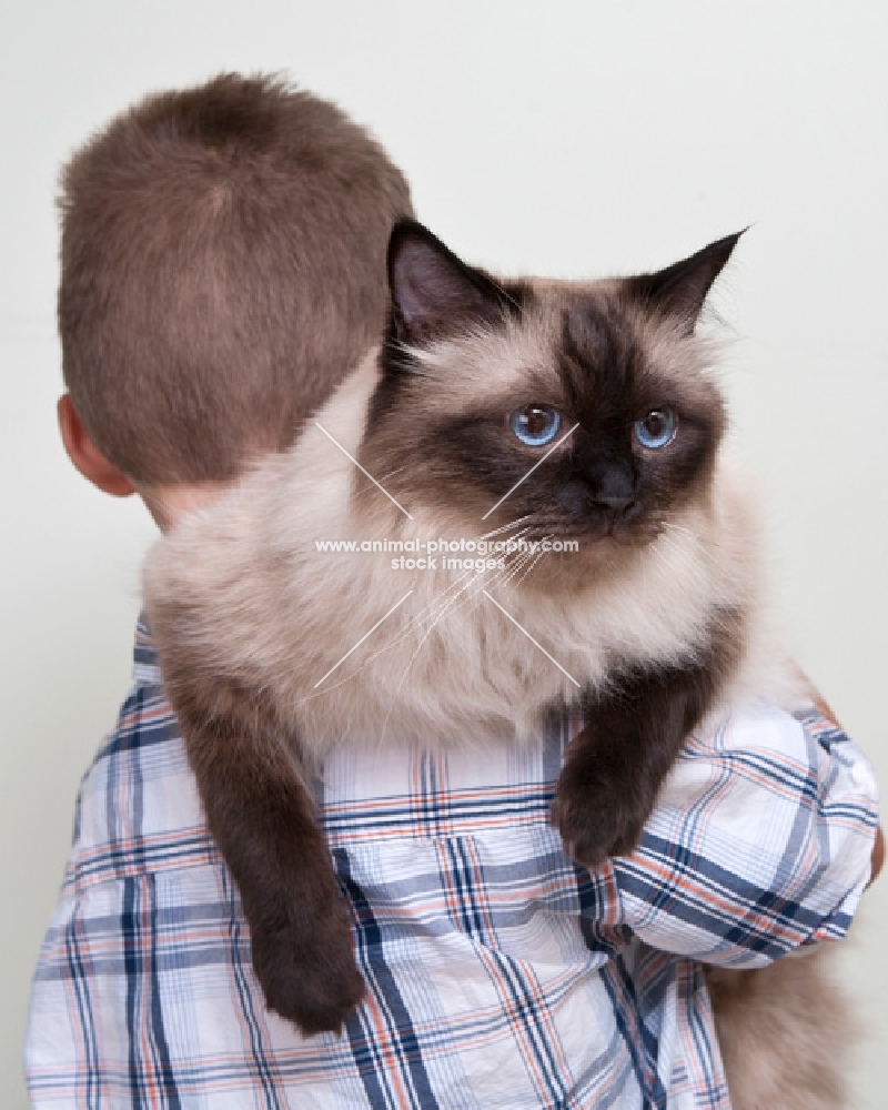 ragdoll being held by a boy